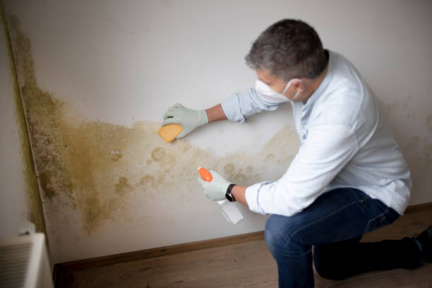 Mold Removal for HVAC Installations in Dunwoody, GA