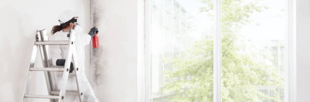 Best Black Mold Removal  in Dunwoody, GA